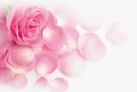 粉色玫瑰花花瓣图片免抠 粉色玫瑰花花瓣图片免抠