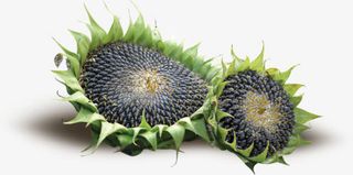 向日葵的果实免抠