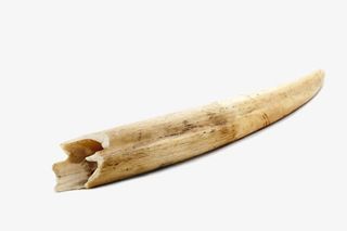 实物骨头骨髓免抠