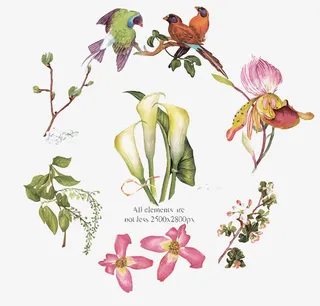 矢量手绘花鸟免抠