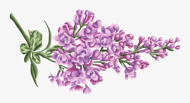 紫色花免抠