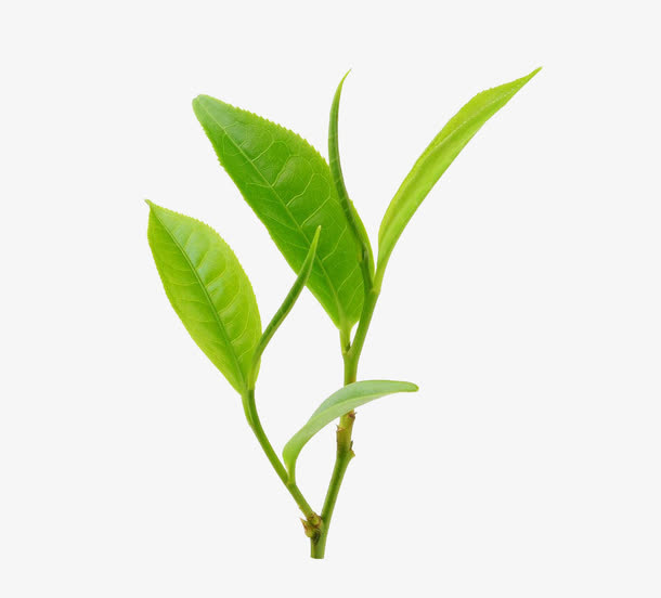 茶叶免抠