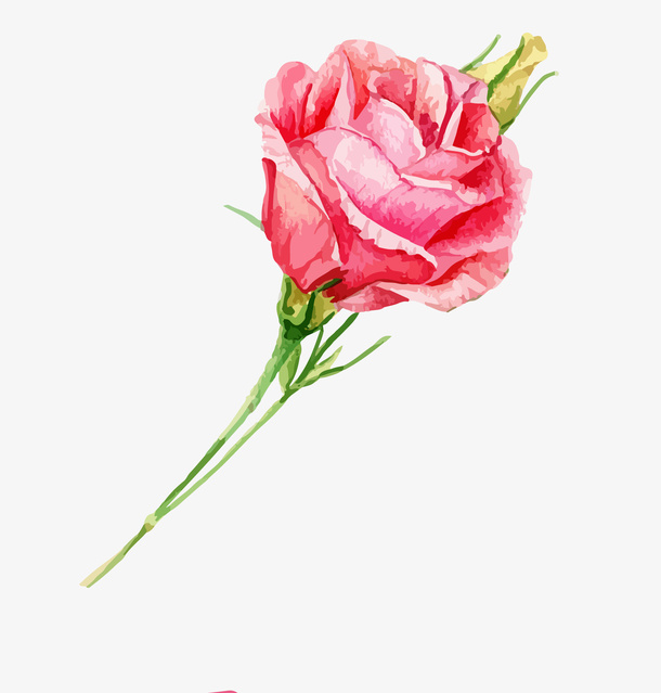 手绘清新一枝玫瑰花免抠