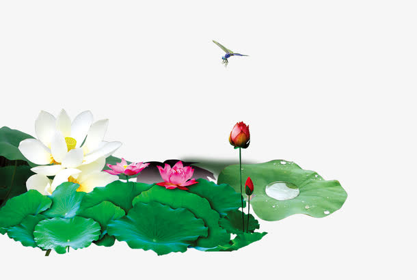 荷花荷塘免抠