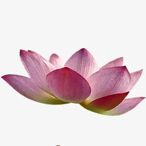 粉色荷花图免抠