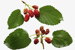 野莓果枝条免抠