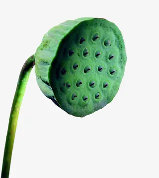 绿色莲蓬免抠