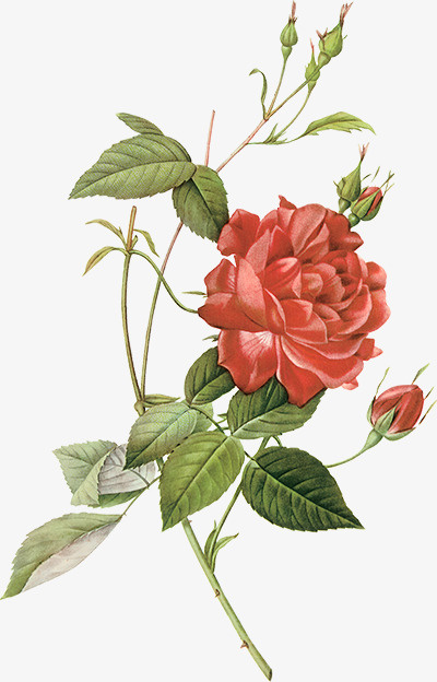 花卉插画手绘装饰素材免抠