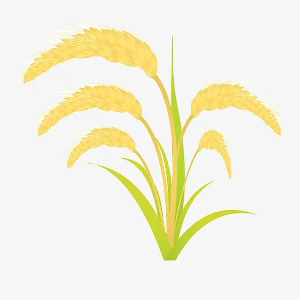 黄色的麦子免抠