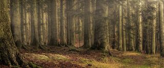 复古森林背景高清