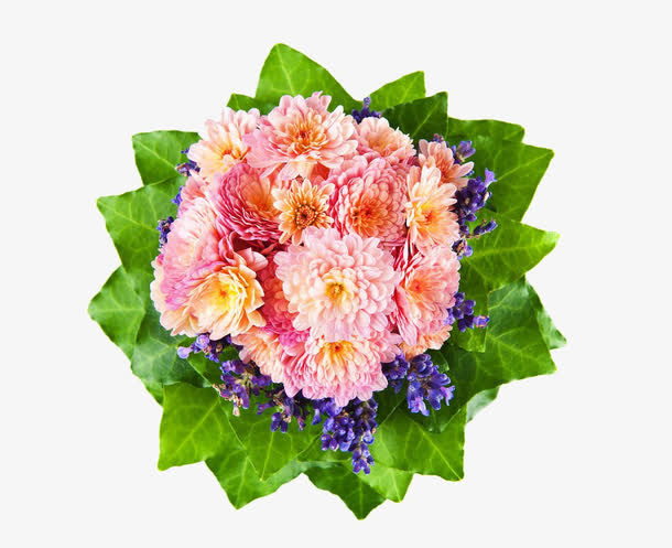 一束菊花免抠