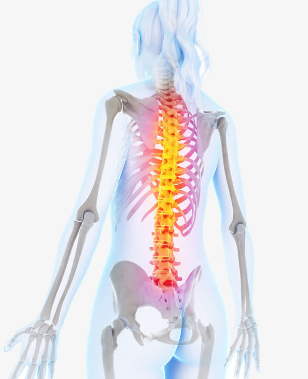人体骨骼医疗图片免抠