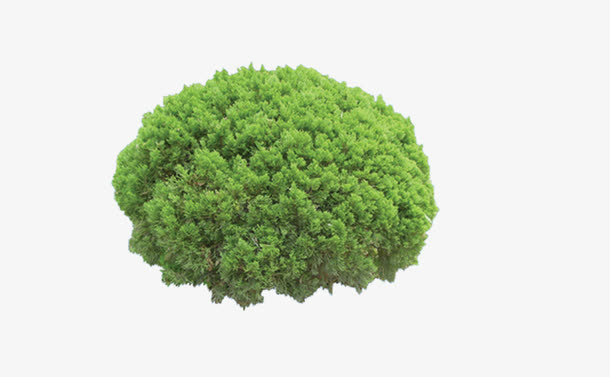 树素材图片免抠