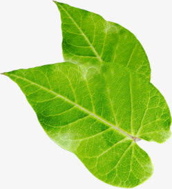 春天黄绿色装饰植物树叶免抠