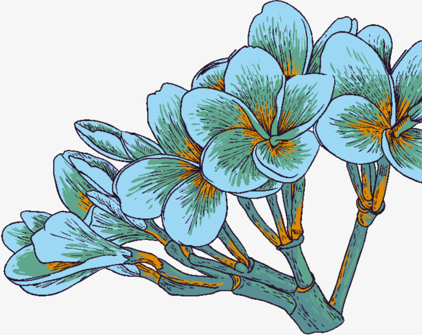 绿植蓝色调腊梅花手绘免抠