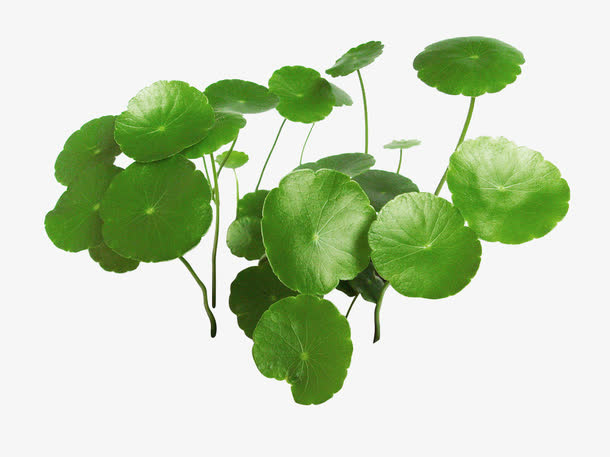 植物绿色卡通荷叶多片小清新免抠