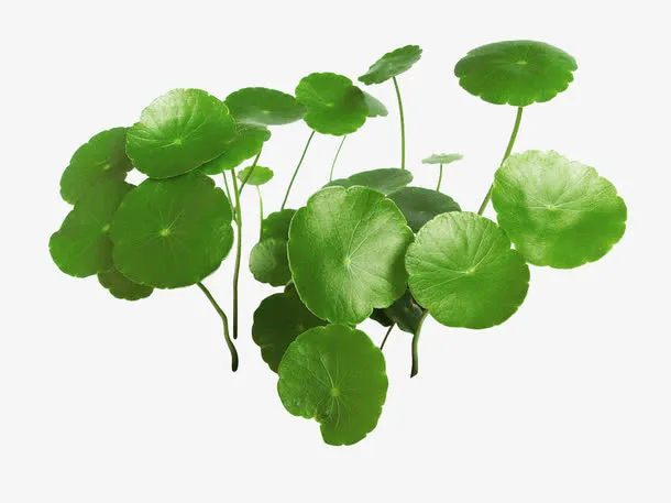植物绿色卡通荷叶多片小清新免抠