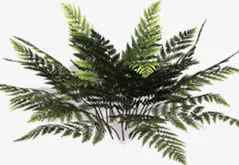 绿色清爽树枝装饰免抠