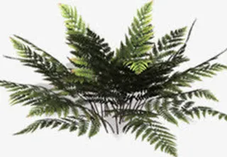 绿色清爽树枝装饰免抠