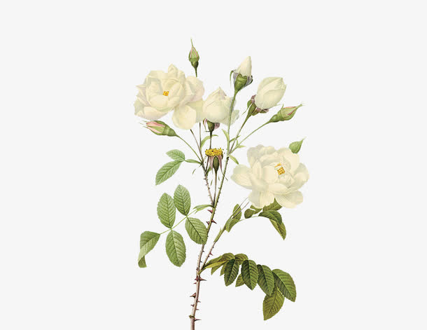 白色玫瑰花免抠