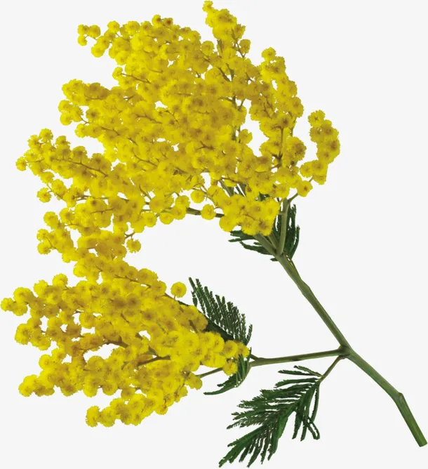 矢量花草素材免抠