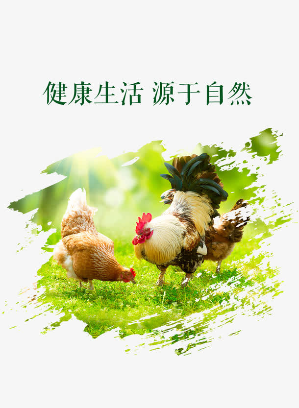 母鸡海报免抠