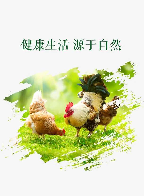 母鸡海报免抠