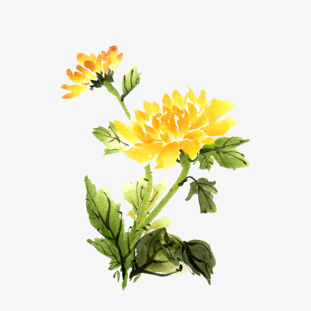 中国风重阳节菊花元素免抠手绘/卡通手绘元素