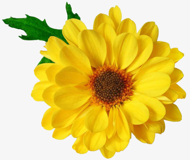 重阳节小菊花免抠