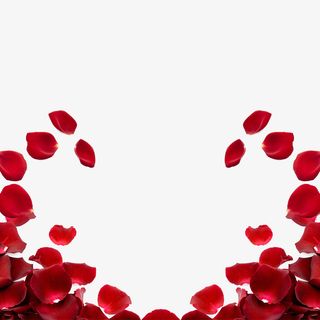 情人节花瓣装饰边框设计免抠漂浮花瓣元素
