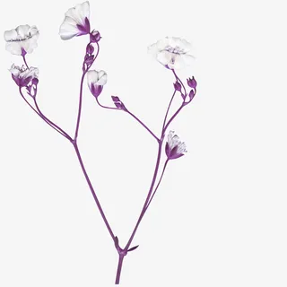 树枝免扣装饰素材免抠