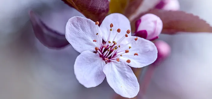 李花特写背景图高清