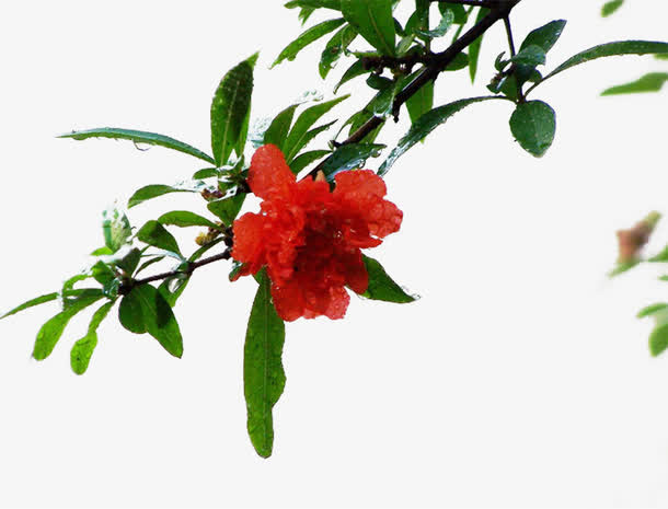 漂亮的石榴花素材图片免抠