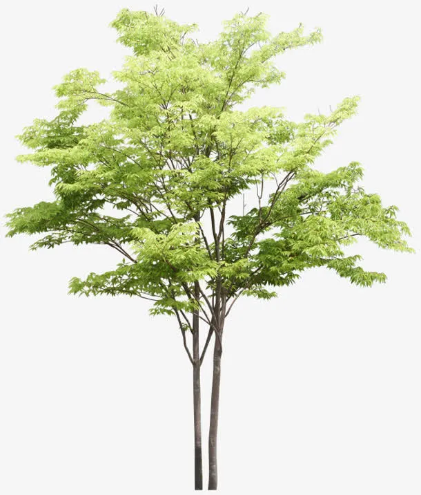 免抠透明绿色景观树免抠