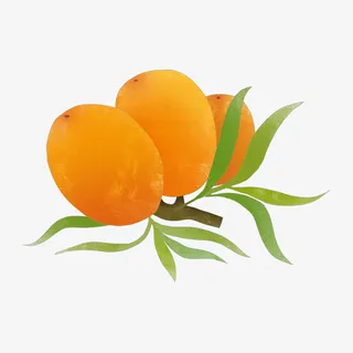沙棘果沙棘果实免扣免抠