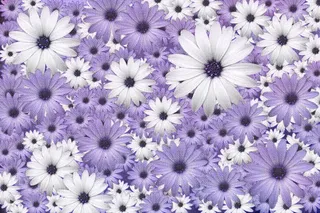 紫色菊花背景
