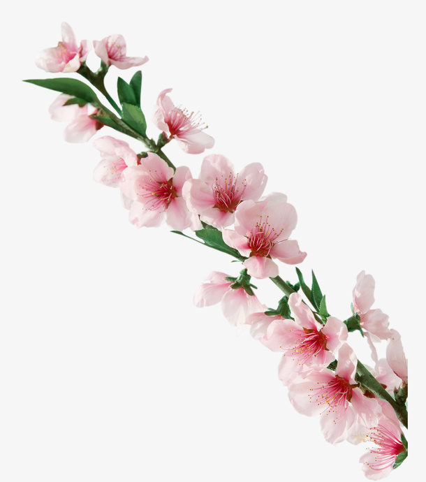 春天桃花之桃花开免抠