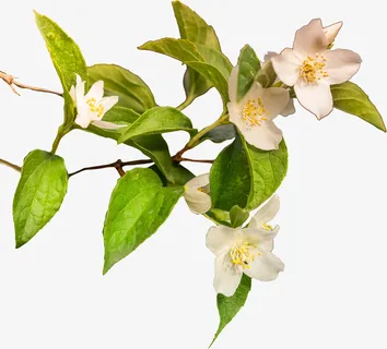 两枝交错的百色花免抠 两枝交错的百色花免抠