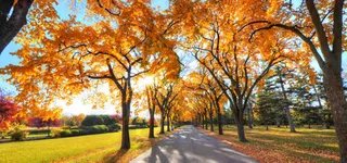 公园秋季自然风光背景