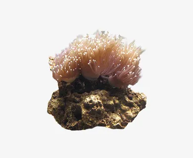 珊瑚礁图片免抠