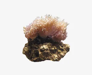 珊瑚礁图片免抠