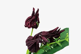 暗红色洛神花图片素材免抠