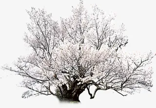 春日开放桃花大树免抠