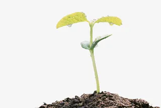 泥土里的小菜苗免抠