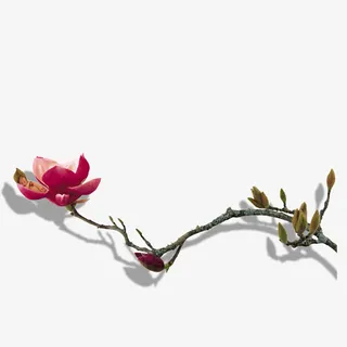 树枝桃花植物花朵免抠