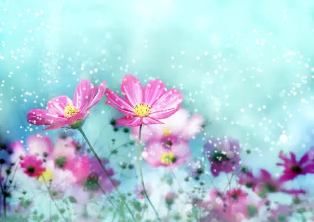 鲜花背景