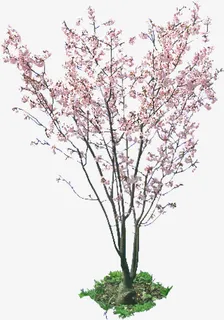 一树杏花免抠动植物植物元素