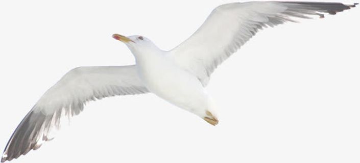 白色腾飞飞鸟美景免抠