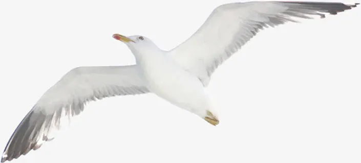 白色腾飞飞鸟美景免抠 白色腾飞飞鸟美景免抠