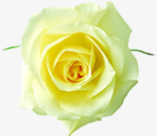 洁白绽放纯净开业花朵免抠